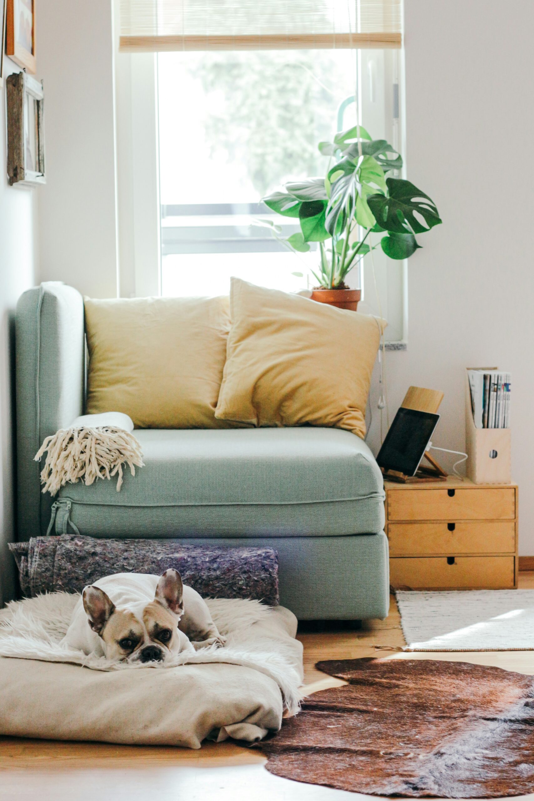 The interior picture of a home with a cute dog on a large dog pillow.